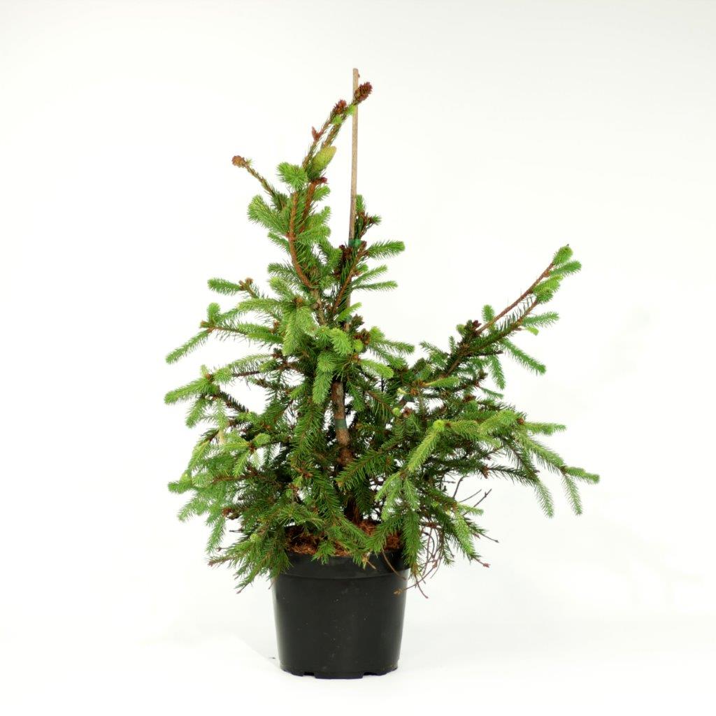 Ель обыкновенная Акрокона